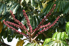 Schefflera actinophylla